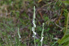 Spiranthes sinensis